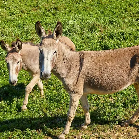 Urain - At Flysch-coast Apartament