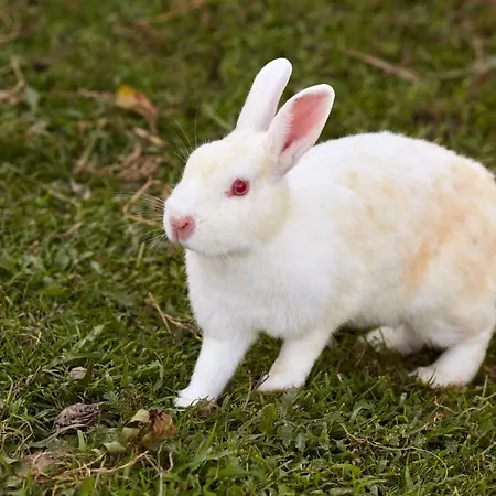 Urain - At Flysch-coast