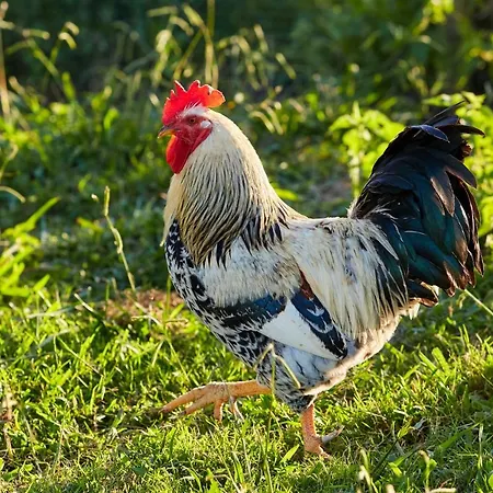 Urain - At Flysch-coast *