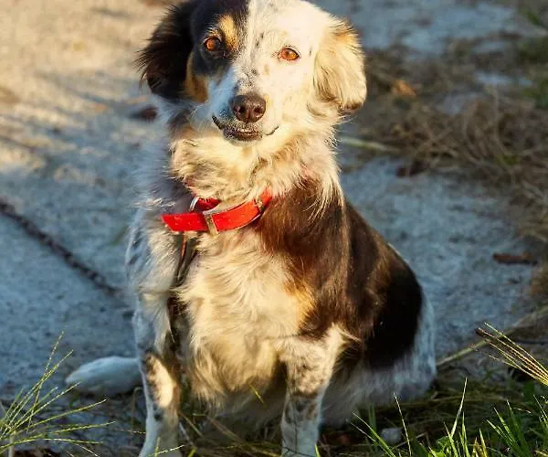 Apartment Urain - At Flysch-coast